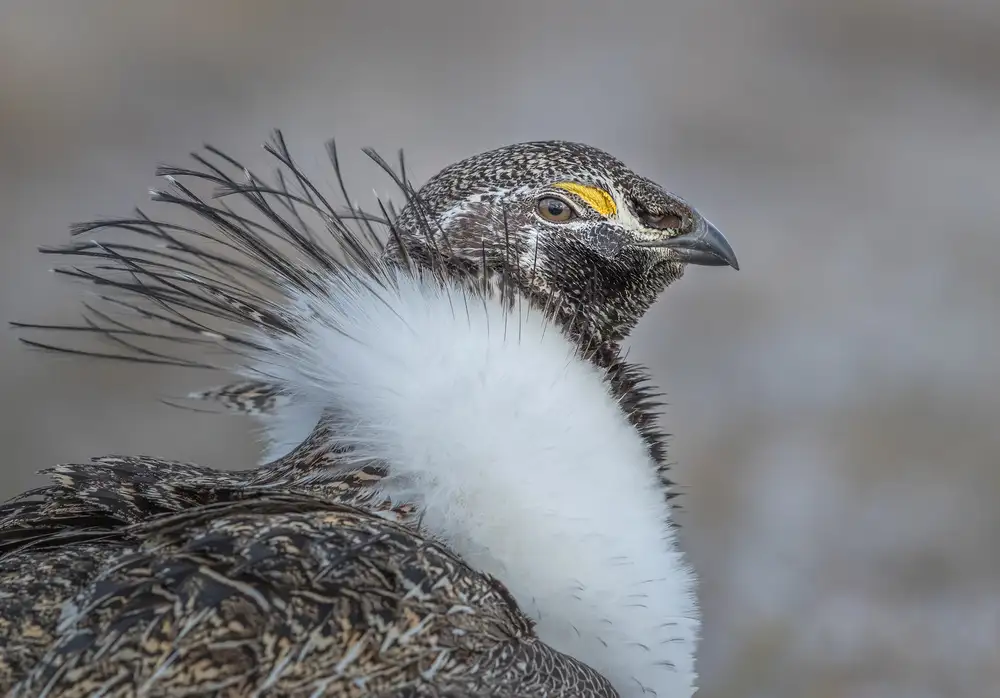 Barsh, Greg: Proud Grouse