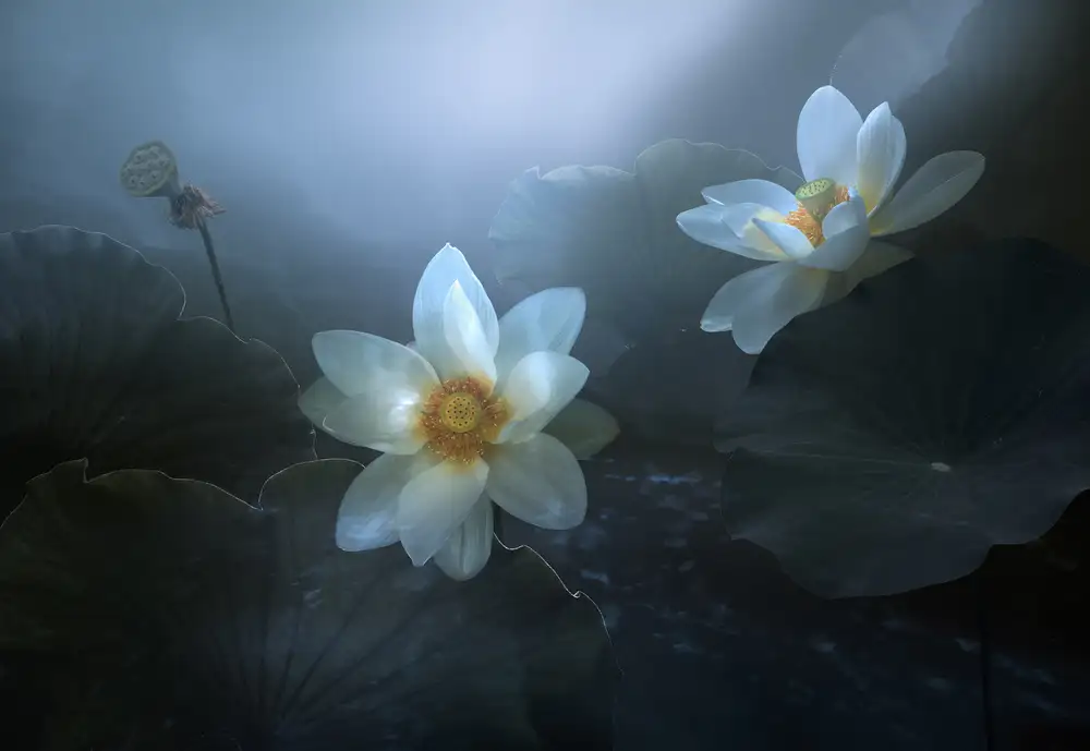 Shanyewuyu: Lotus