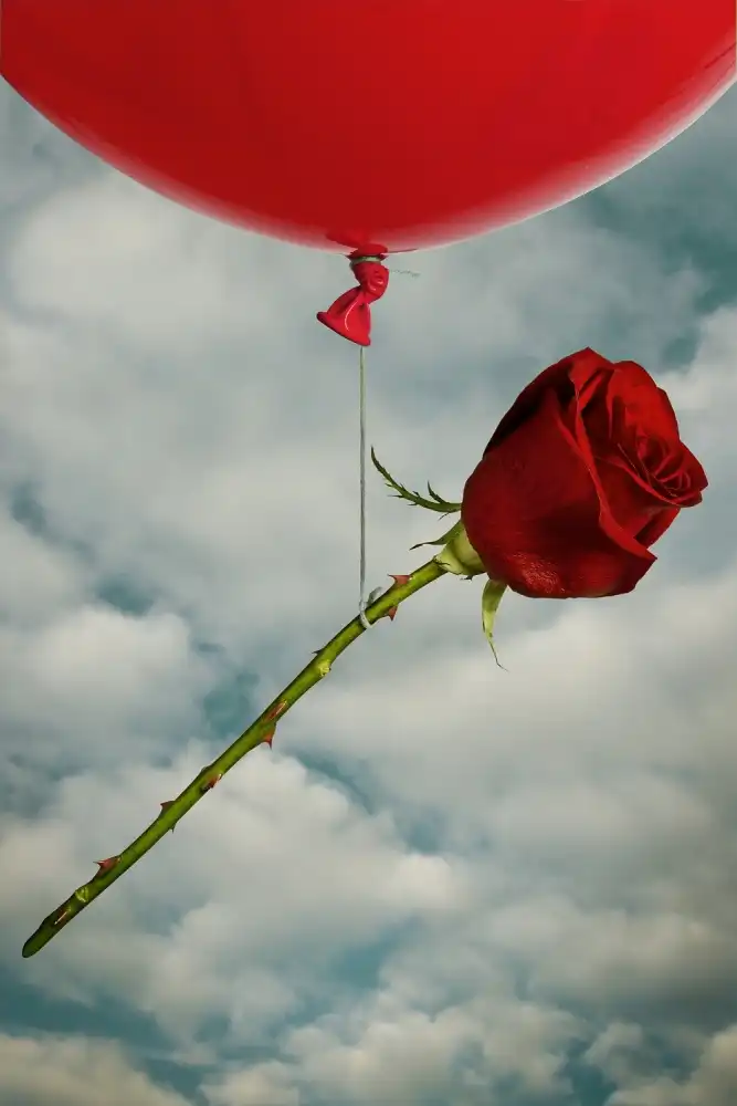 Solo, Mister: Rose and Red