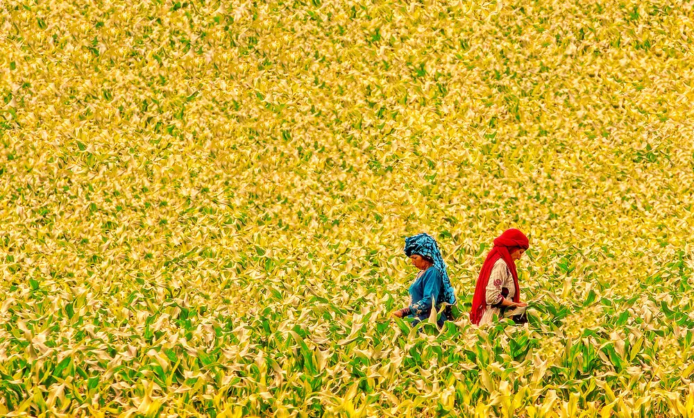 Reza, Nayyer Sayyed: Travailleurs de terrain