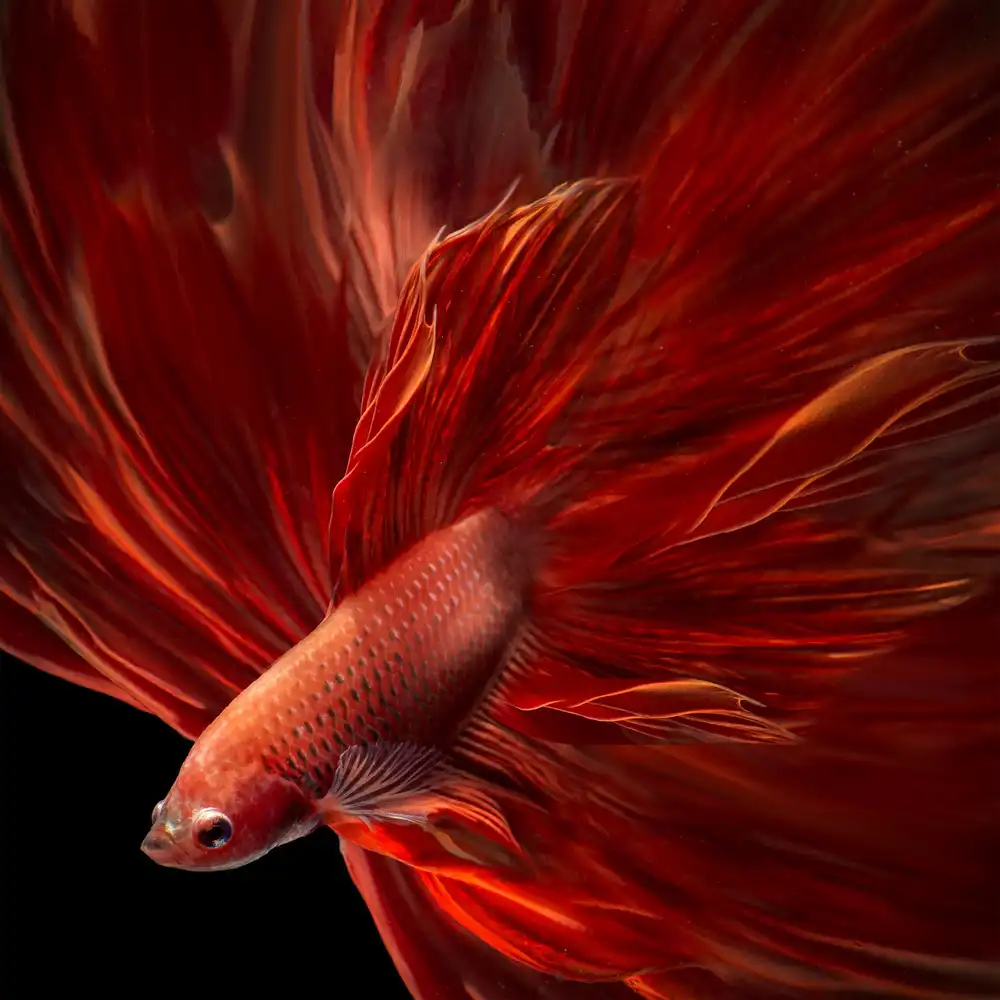 Bunjamin, Antonyus: Pez Betta de fuego rojo
