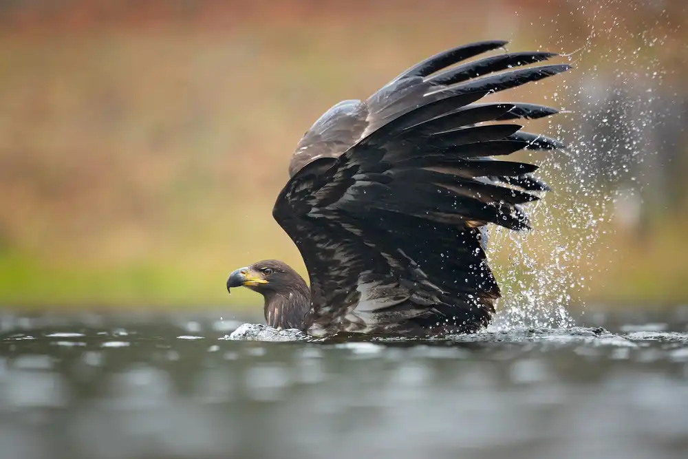 Zygmunt, Milan: Aquila dalla coda bianca