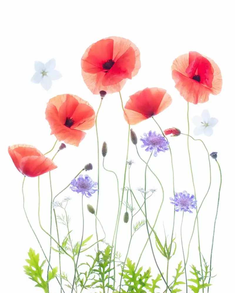 Williams, Sharon: Poppy Garden