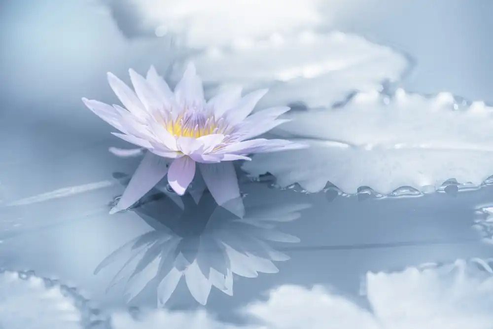 Suzuki, Takashi: Reflection