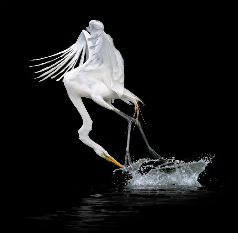 Li, Alex: Hors de l'eau