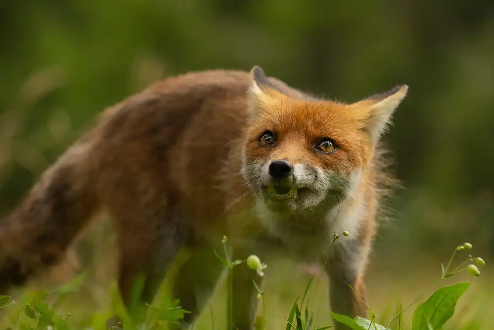 Kravanja, Jure: Renard
