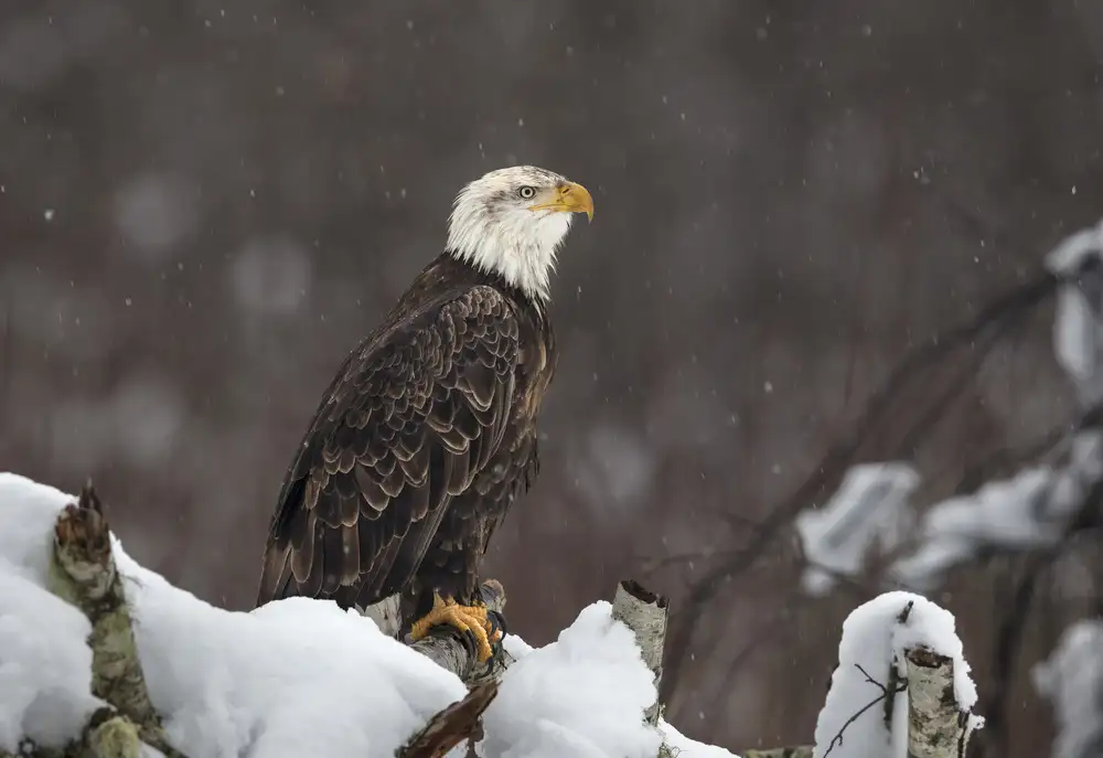 Barsh, Greg: Proud but cold