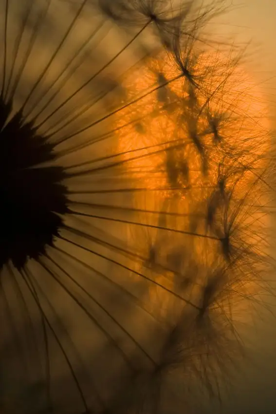 Siegers, Ricky: Sunset