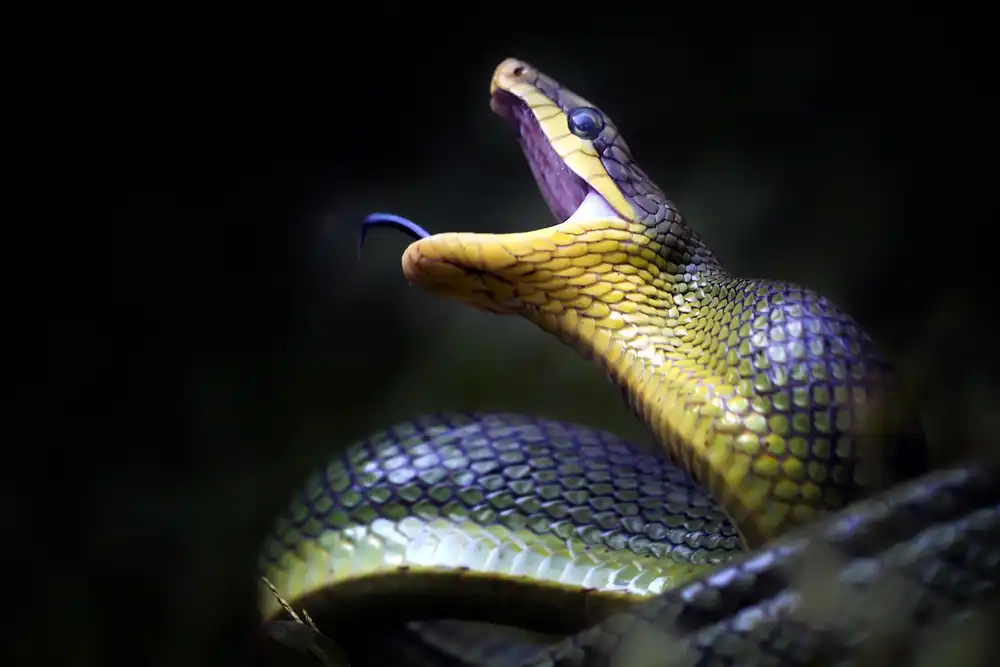 Maududdin, Fauzan: Gonyosoma oxycephala - Serpente verde giavanese