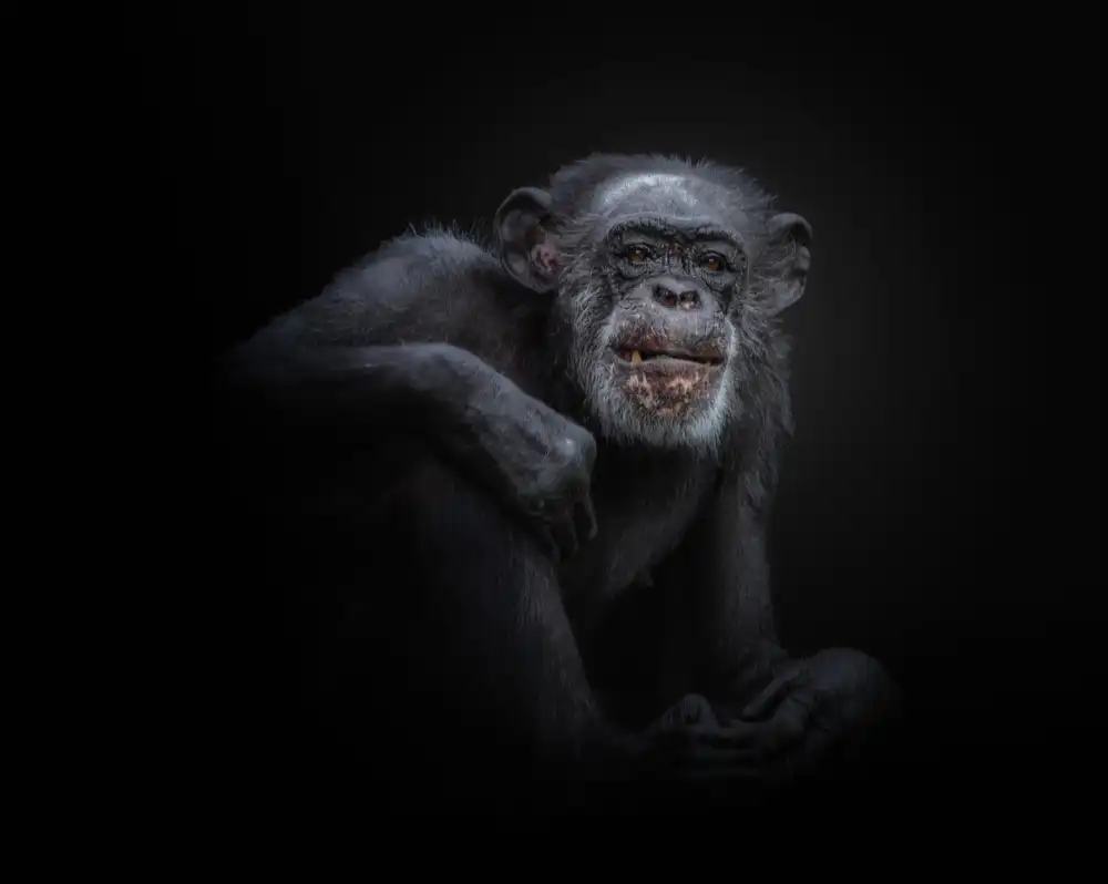 KaMerA: chimpanzee
