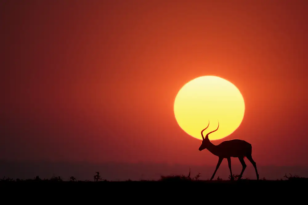 Doyle, Renee: Un tramonto africano