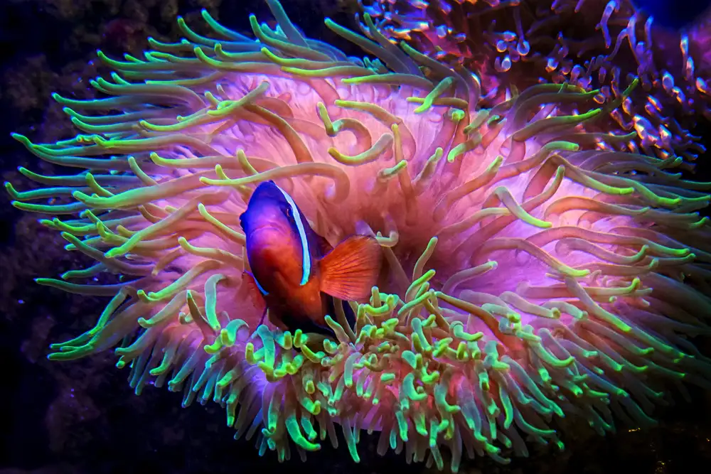 Bunjamin, Antonyus: Hledá se Nemo