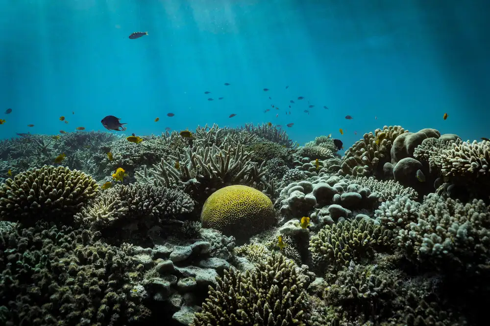 Melesan, Serge: The reef