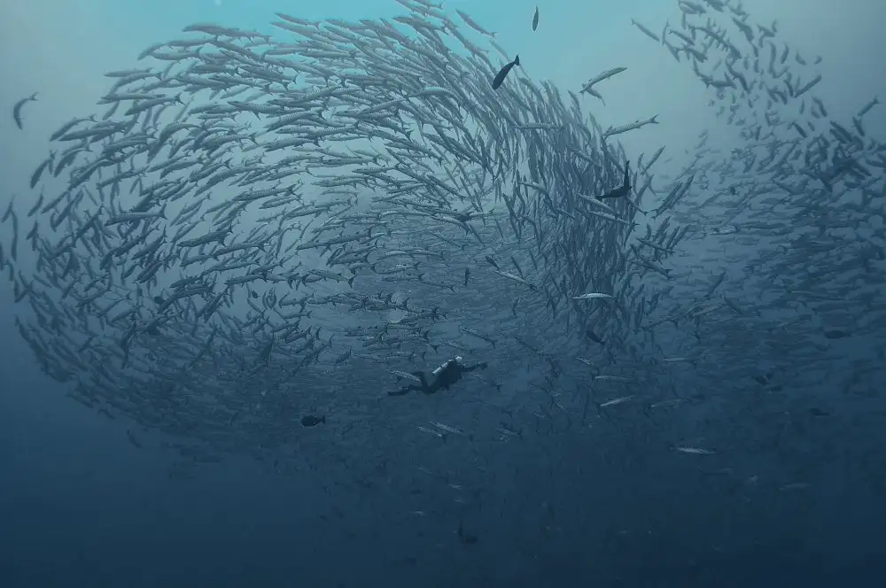 Yevtushyk, Dmitriy: School fish