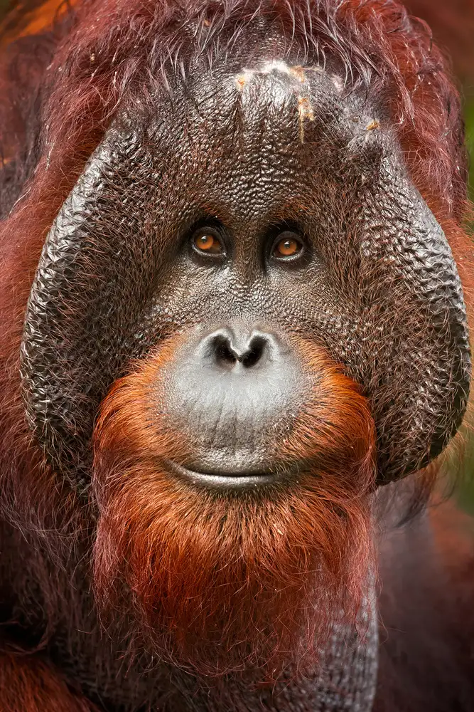 Zygmunt, Milan: Orango del Borneo