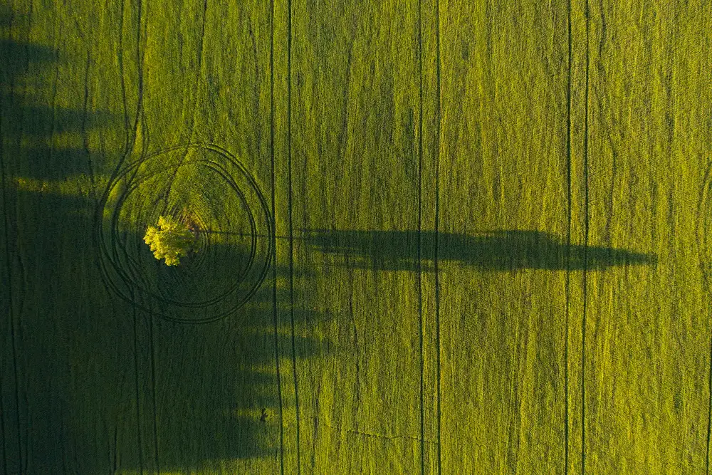 Doronin, Dmitry: Lonely tree