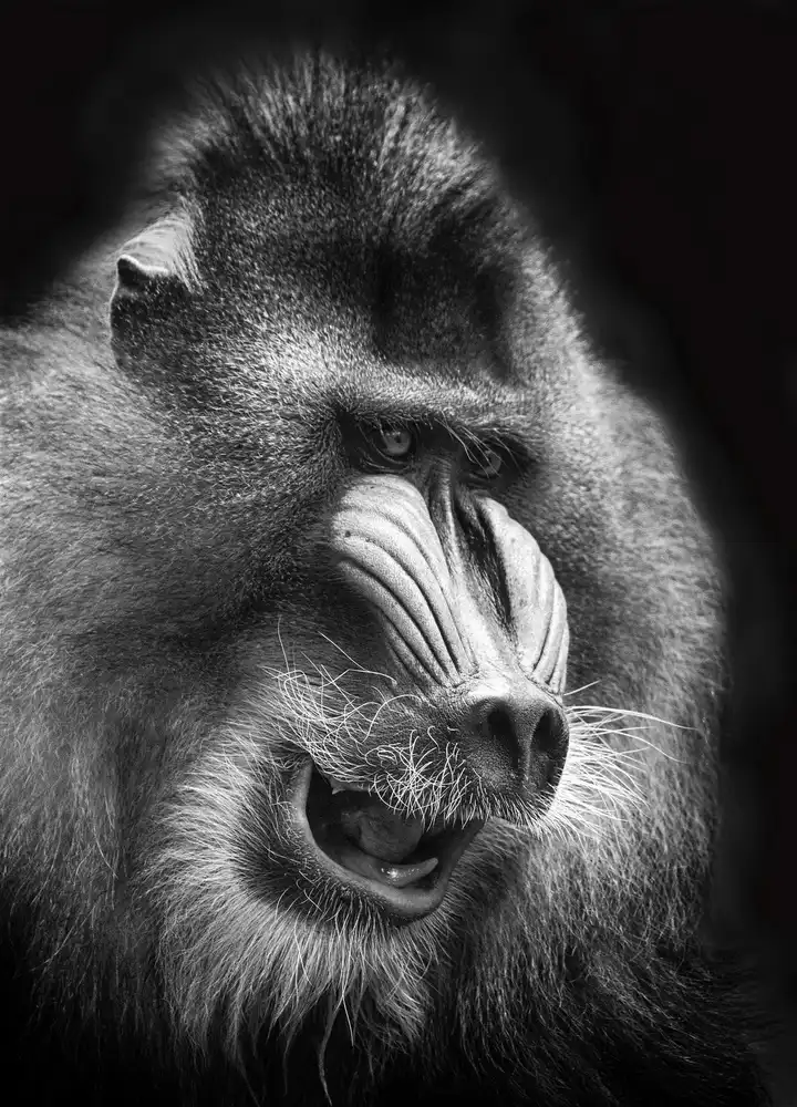 Hartojo, Muliani Angela: Mandrill