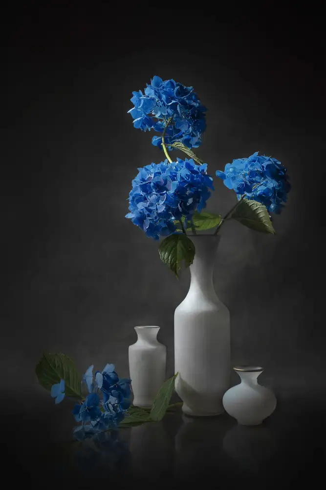 Jacobs, Lydia: Ortensia blu
