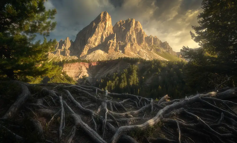Rojek, Tomasz: Roots...