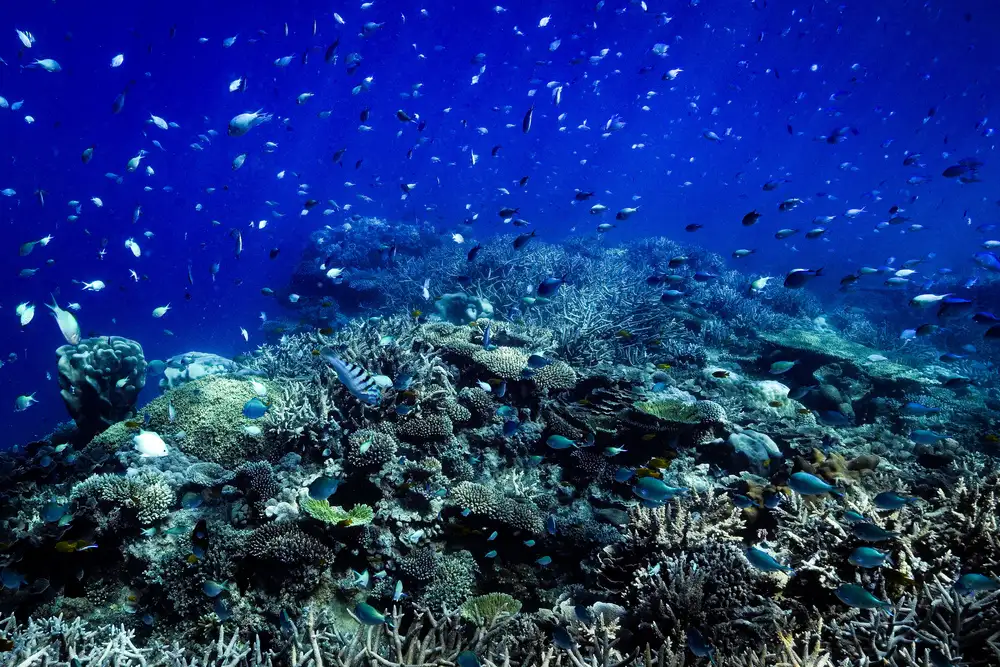 Melesan, Serge: The reef