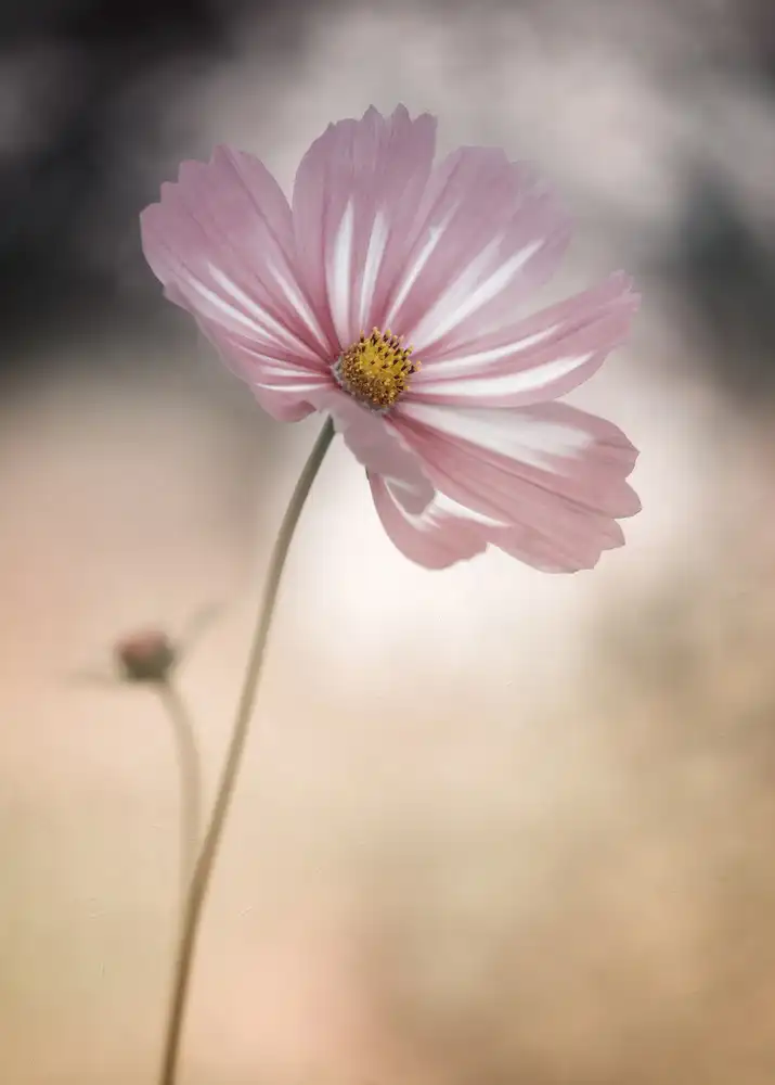Grønkjær, Lotte: Cosmos