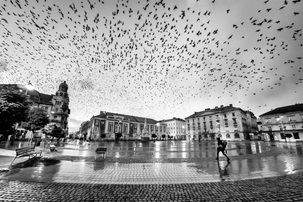 Pirvulescu, Panfil: The City of Birds