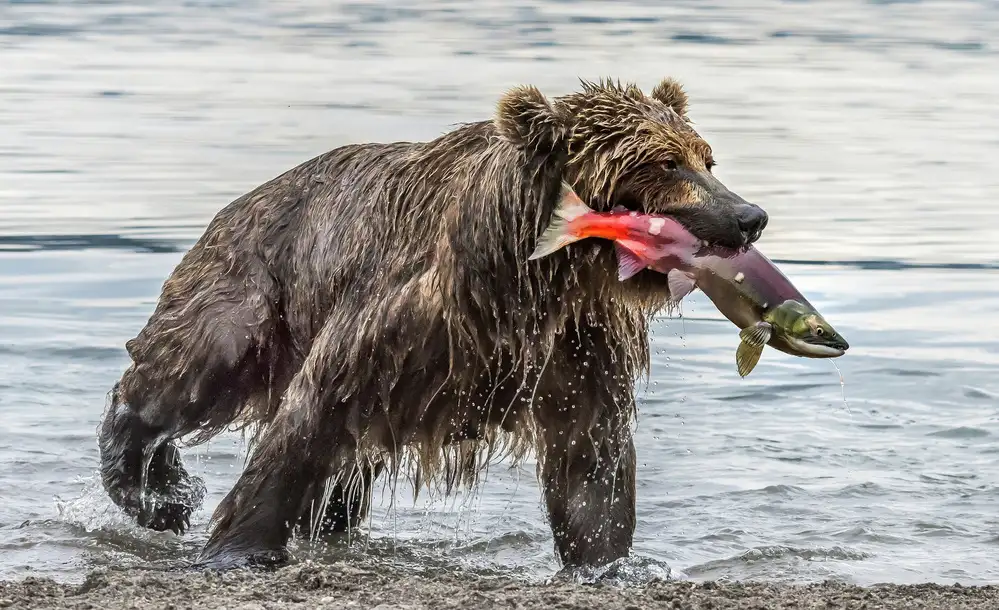DAmico, Giuseppe: Fishing