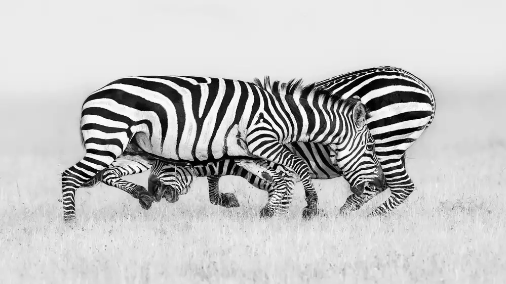 Zuo, Jun: Lotta con zebre