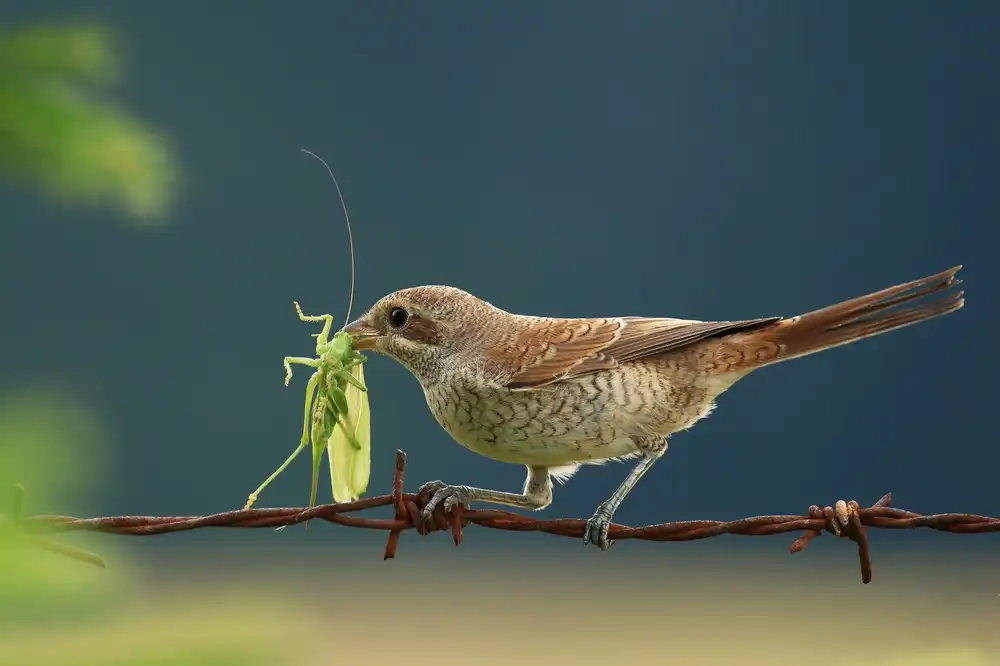Ascic, Simun: Cena verde