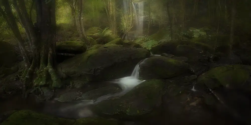 Zhang, Yan: Deep in the Forest