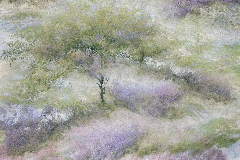 Talen, Nel: Flowering heather