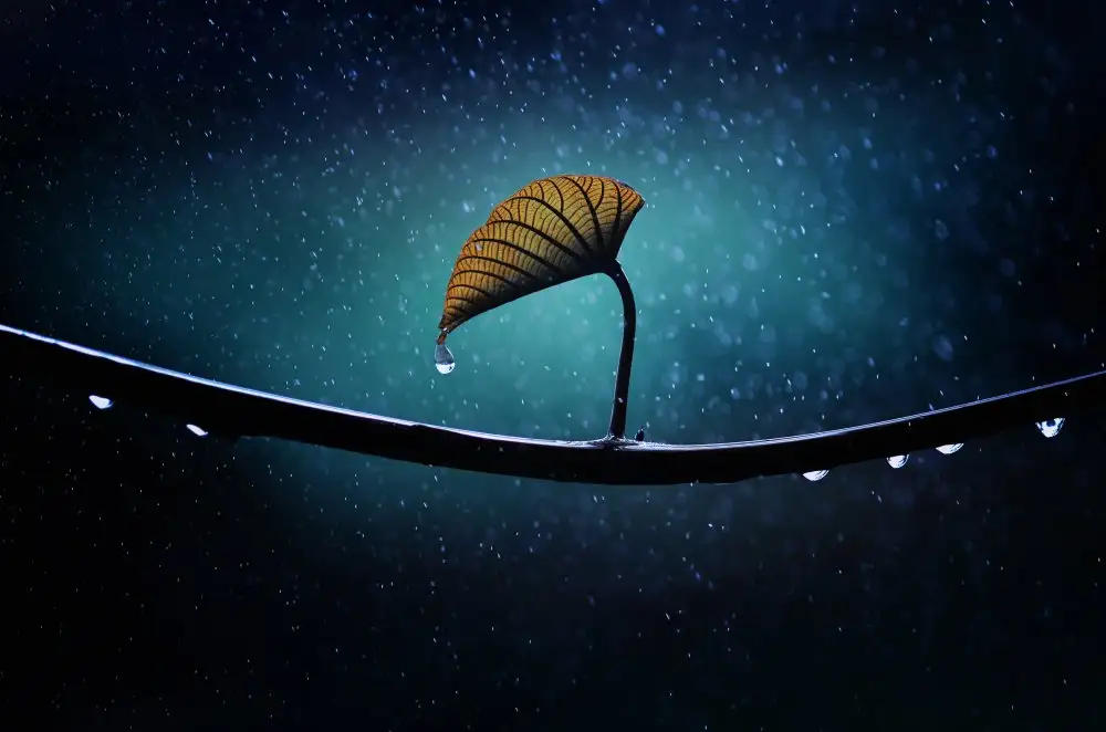 AlfinFauzanM: Leaf