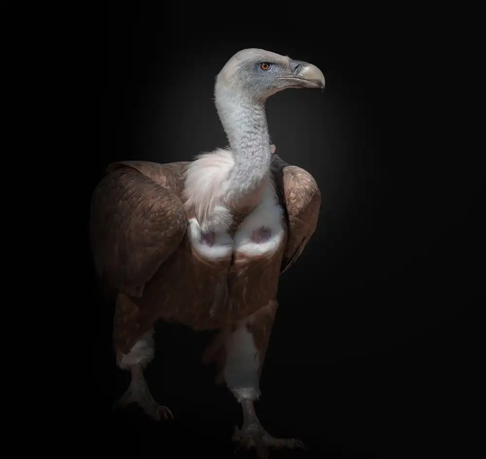 KaMerA: majestic