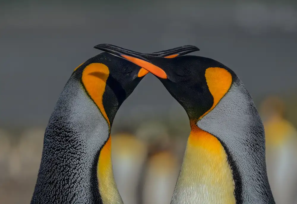 Lu, Jennifer: El momento del amor