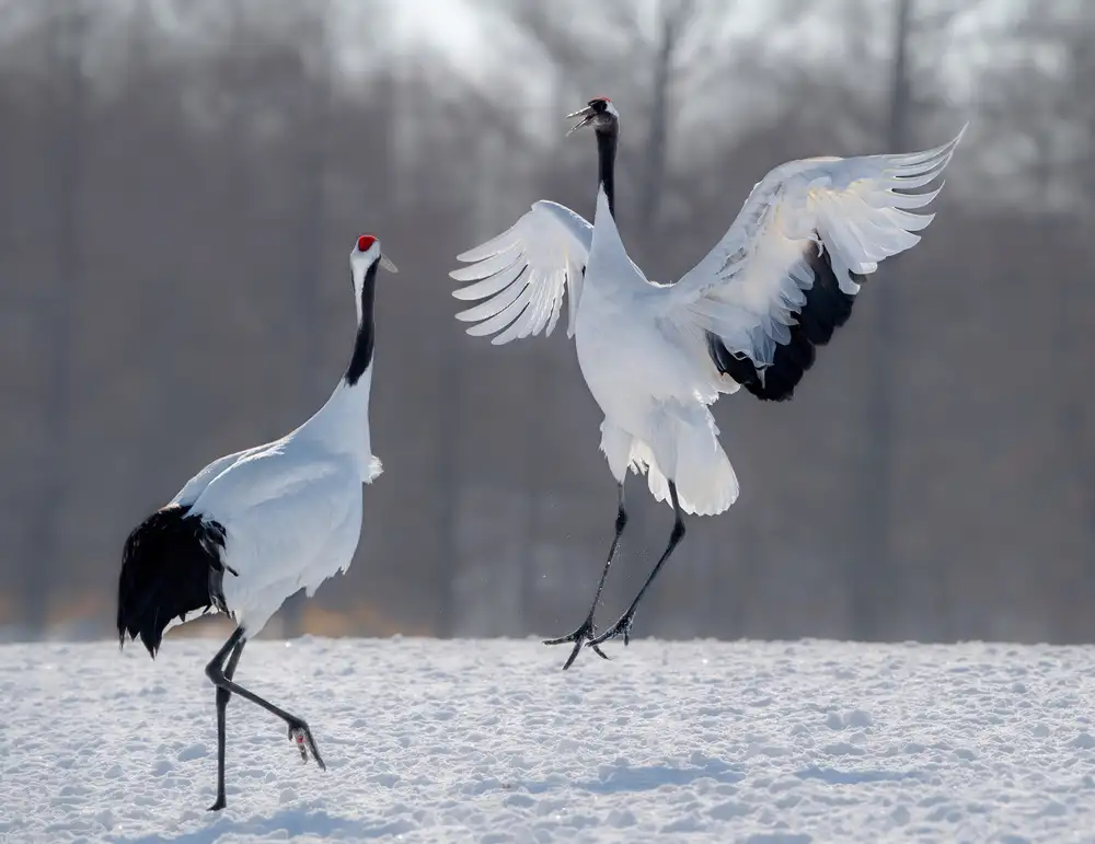 Fischer, Jie: Dancing in the snow