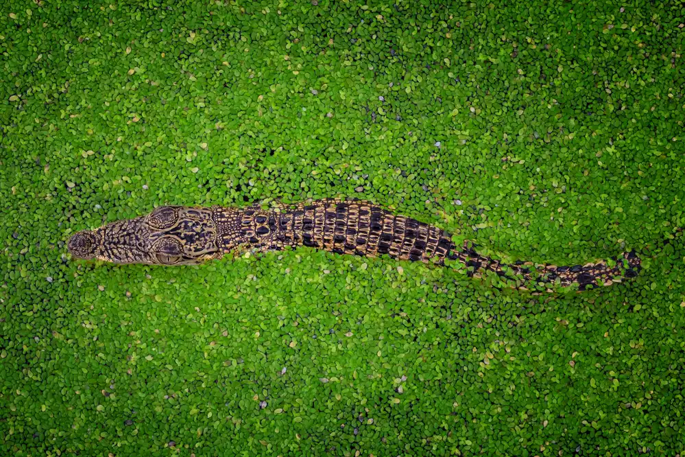 Song, Gunarto: Croco