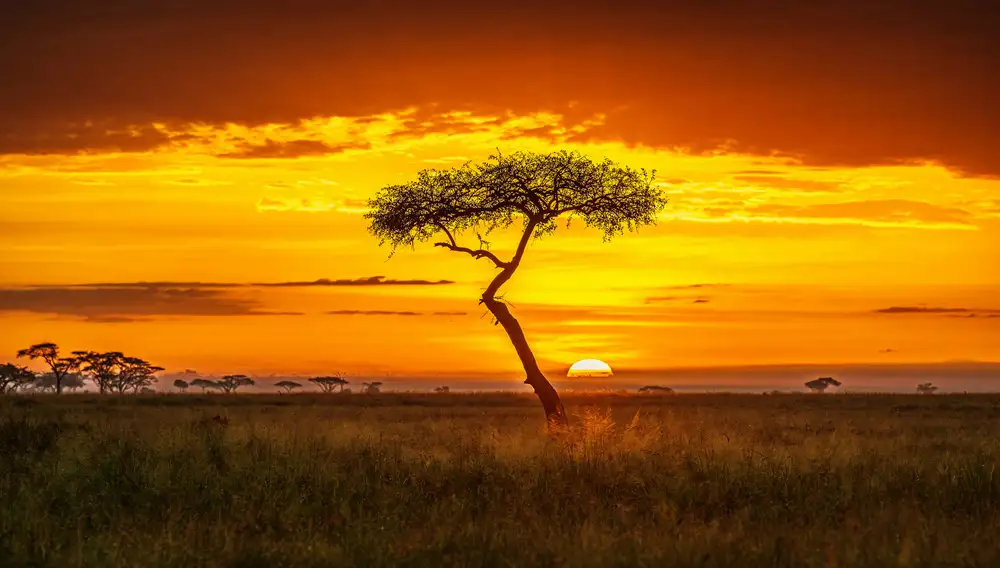 Sink, C. Jeffrey: Ursprüngliches Afrika