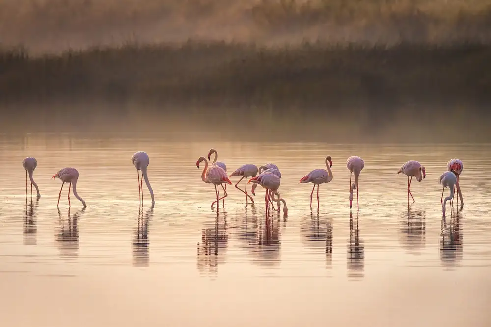 Sink, C. Jeffrey: Inno fotografico a Monet