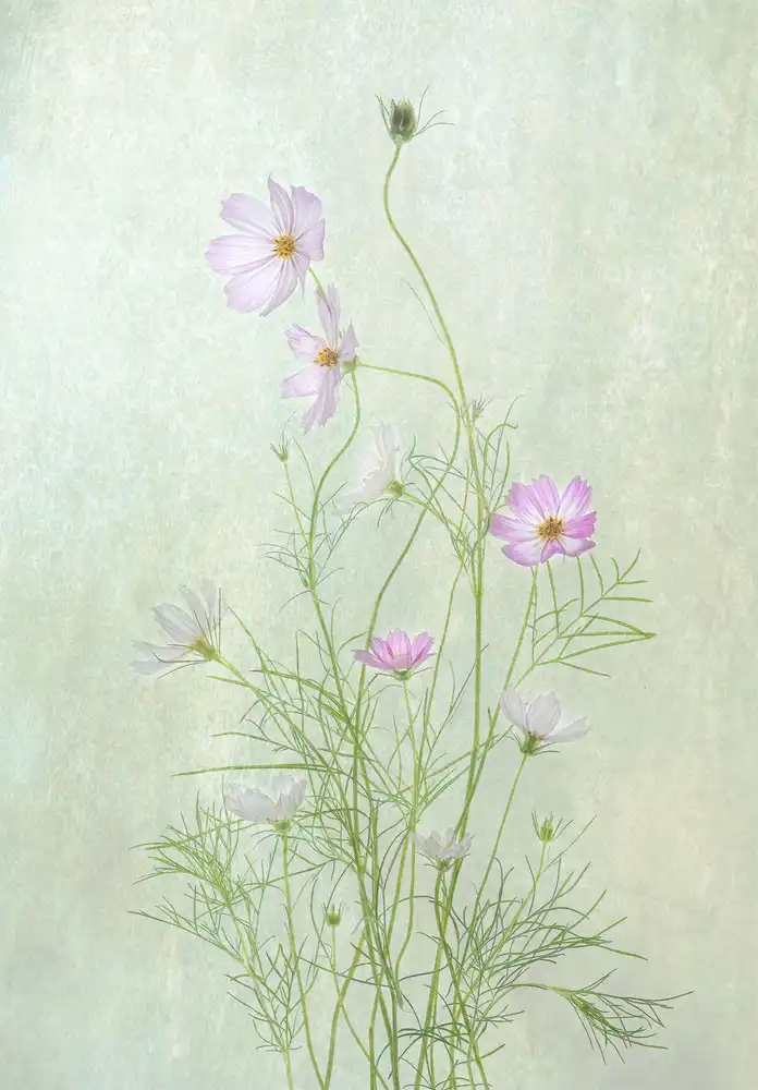 Catherine, W.: Cosmos