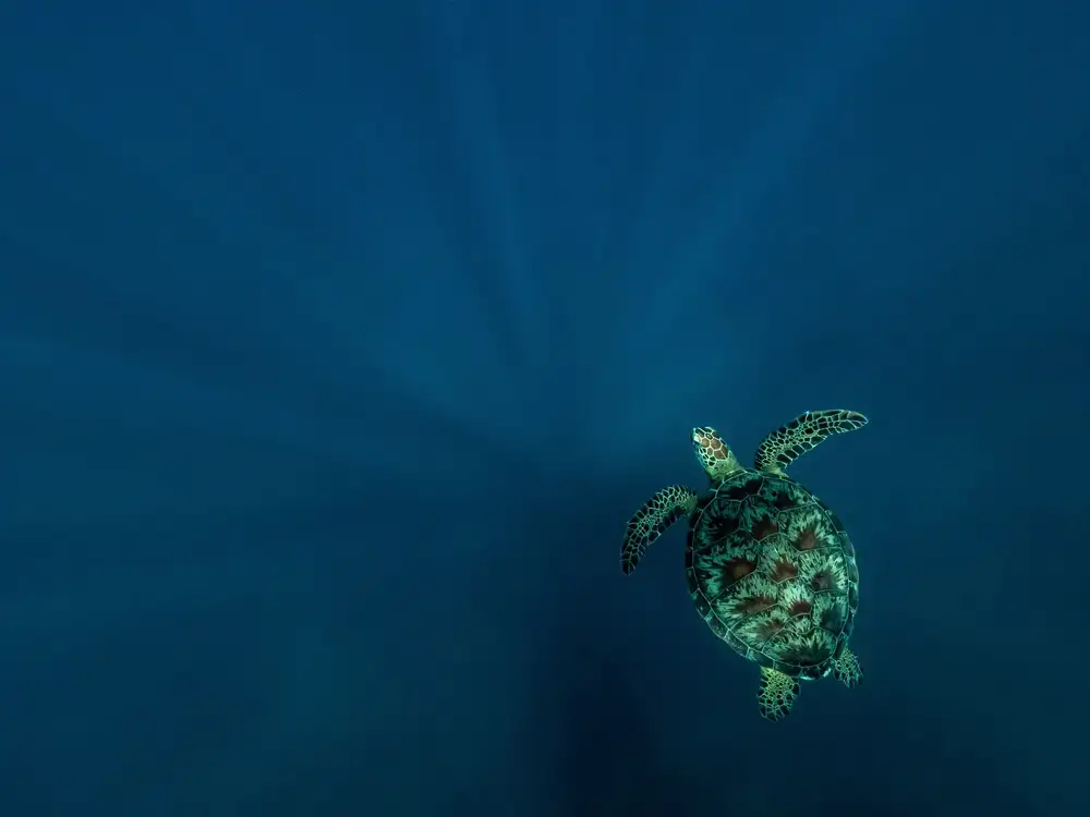 Melesan, Serge: To the deep