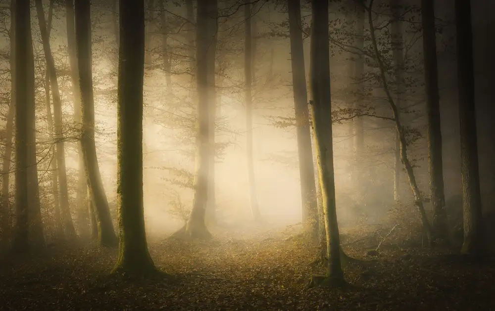 Maier, Norbert: Novembergeflüster