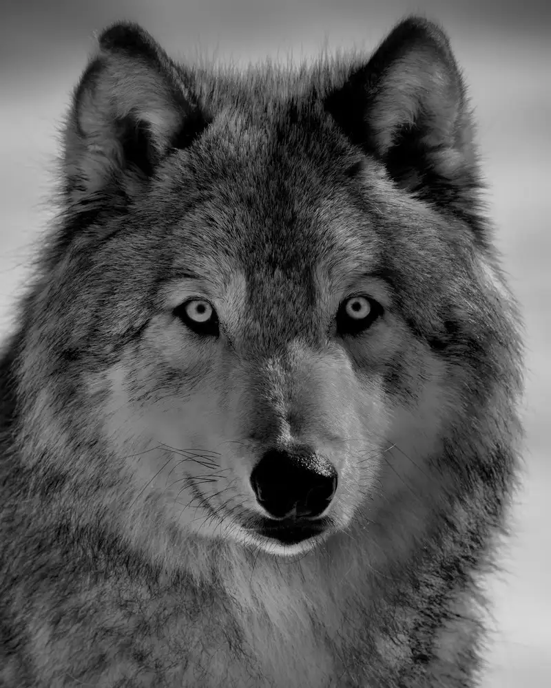 Chang, Phillip: The wolf
