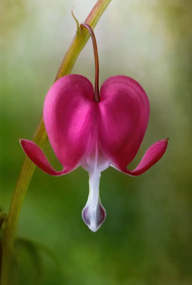 Disher, Mandy: Bleeding Heart