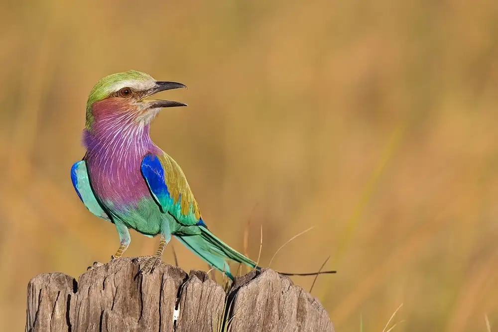 Pozzi, Marco: The colours of beauty
