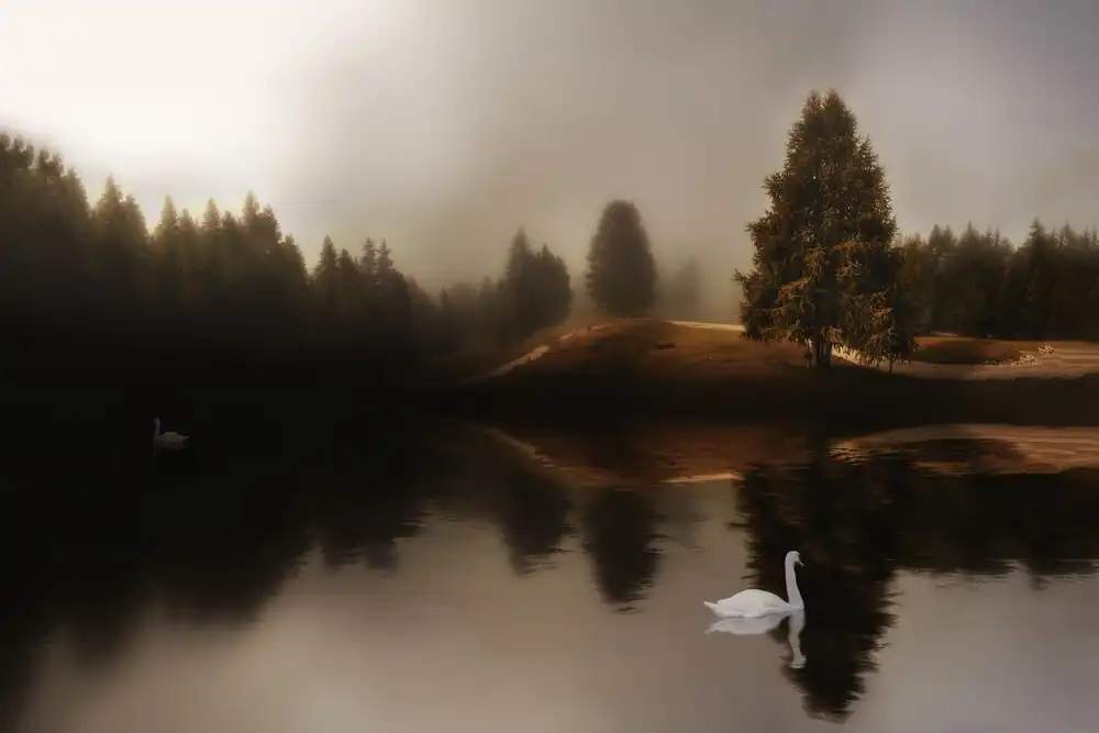 Michael: Swan Lake