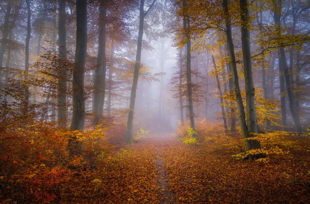 Maier, Norbert: October Trail