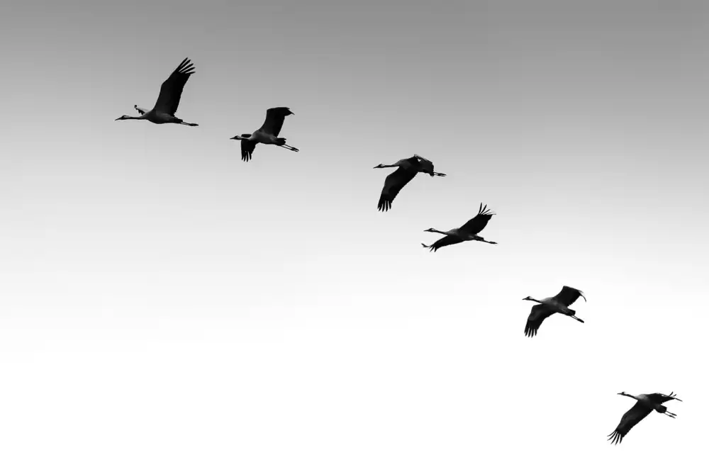 Pettersson, Benny: Cranes