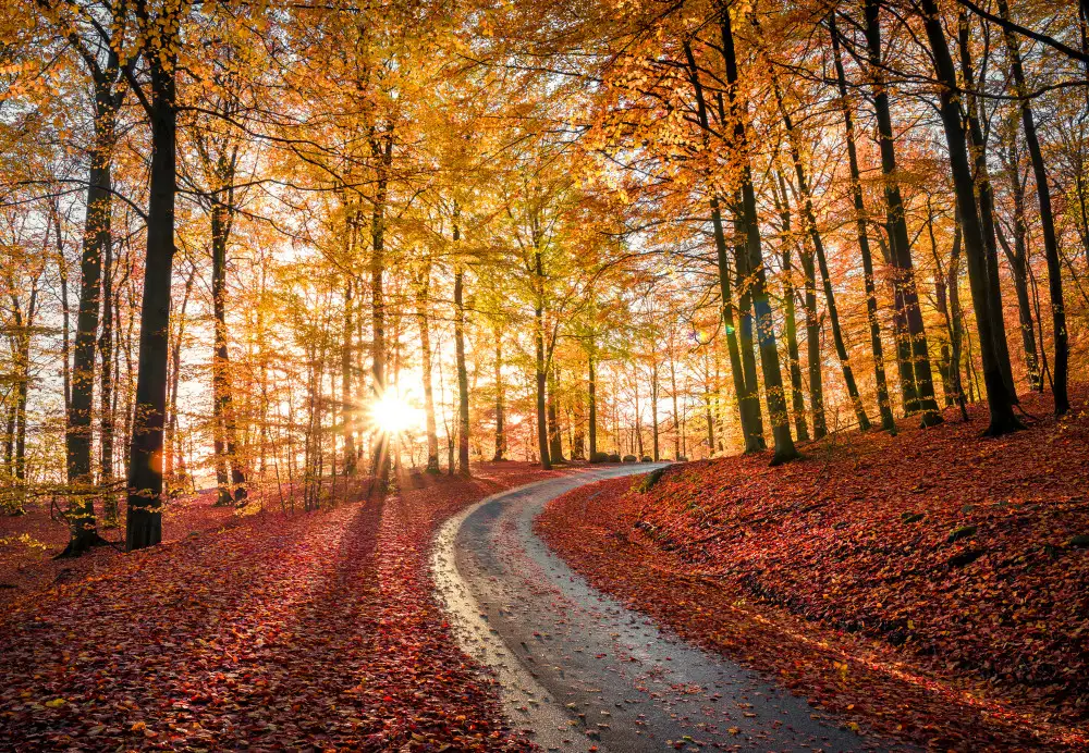 Lindsten, Christian: Road in Söderåsen nationalpark, Sweden