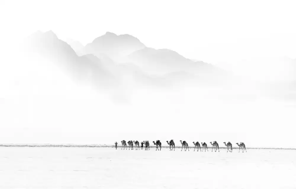 Cavalli, Giovanni: Camel Caravan