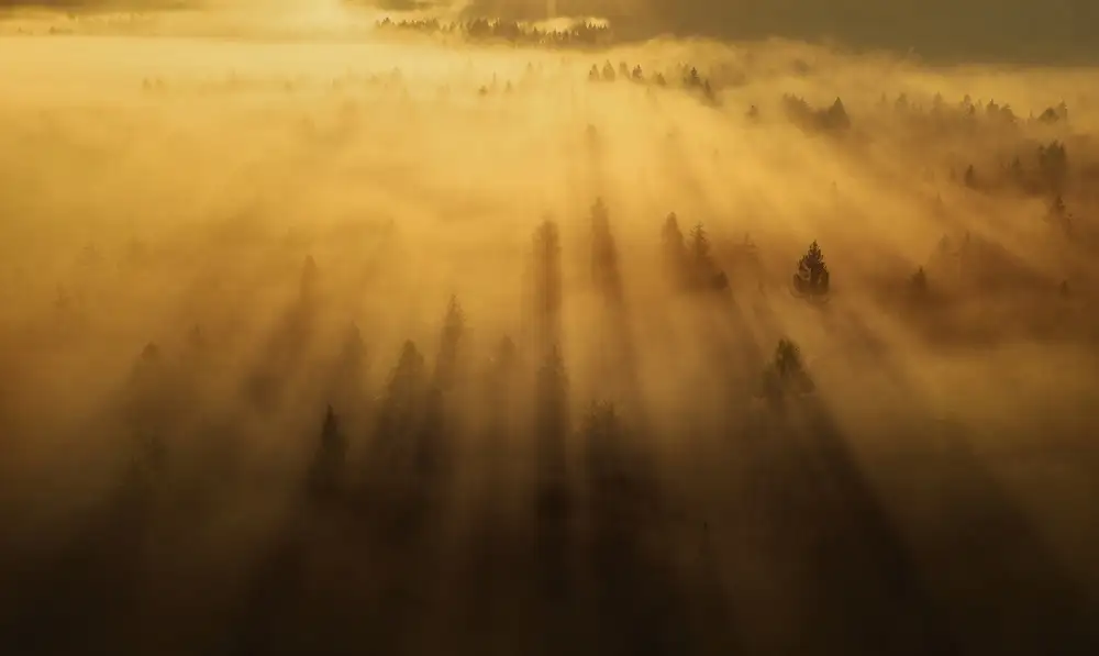 Krivec, Ales: Morning in the forest